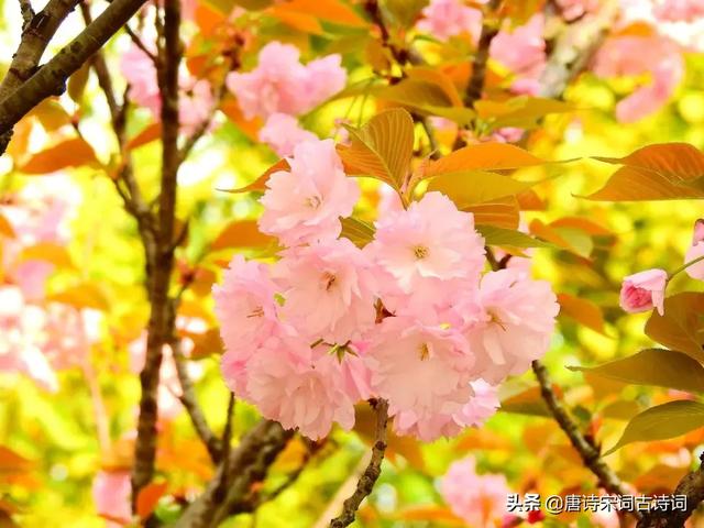 桃花流水是什么生肖 桃花流水是什么生肖（桃花流水是什么生肖动物） 生活