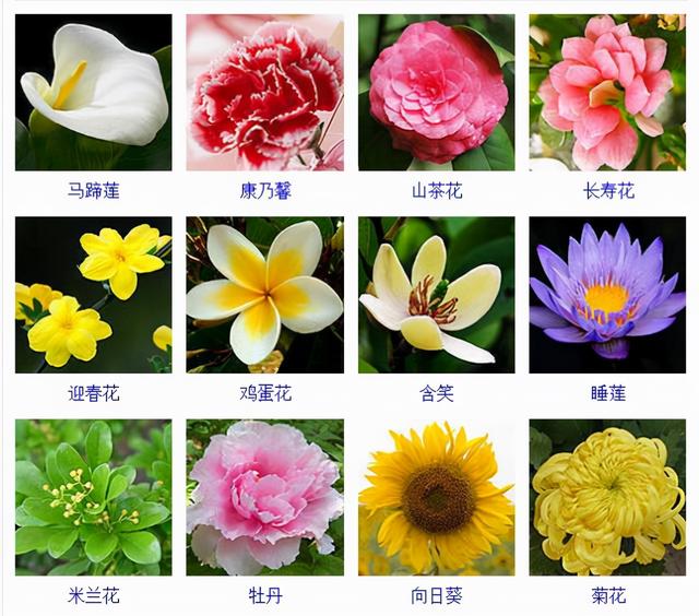 观花植物 观花植物（木本观花植物） 生活