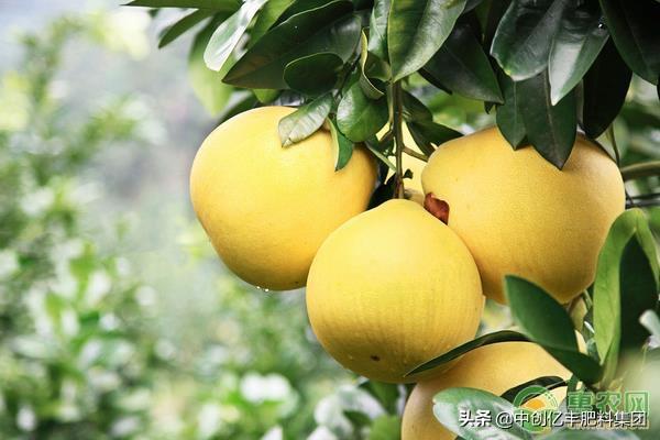 柚子的常见病害及防治方法