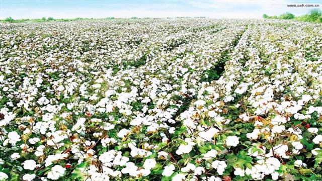 央视谈新疆棉花事件（新疆棉花事件是哪一年）