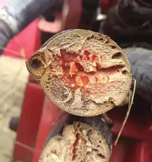 生活中，这些东西不能吃，有剧毒