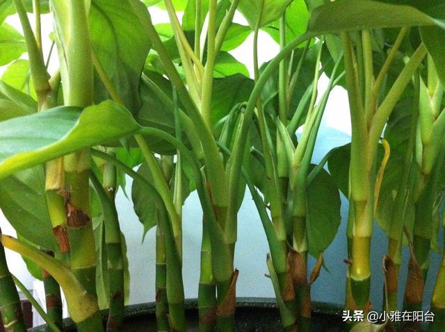 万年青 万年青（万年青的功效与作用） 生活