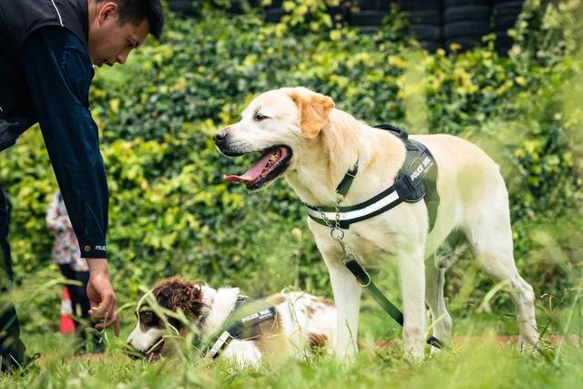 德国防暴犬