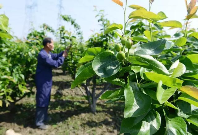 梨树落花后，疏果要抓紧，保障优质果！2