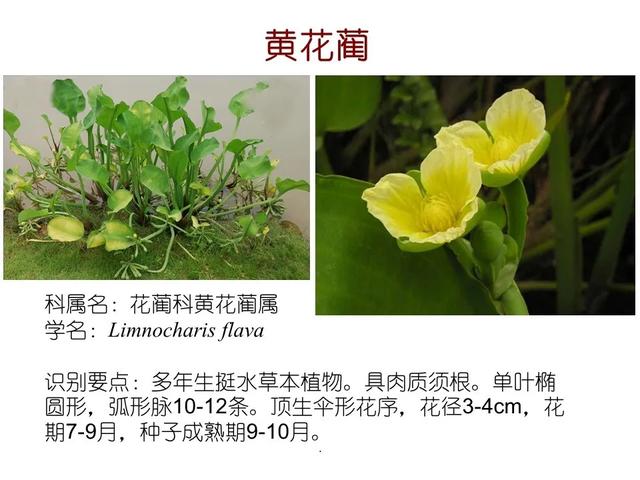 常见水生植物