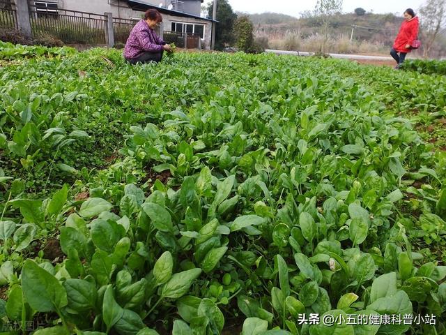 辅酶Q10真能延缓衰老吗？50岁后的中老年人应该科学服用辅酶Q10