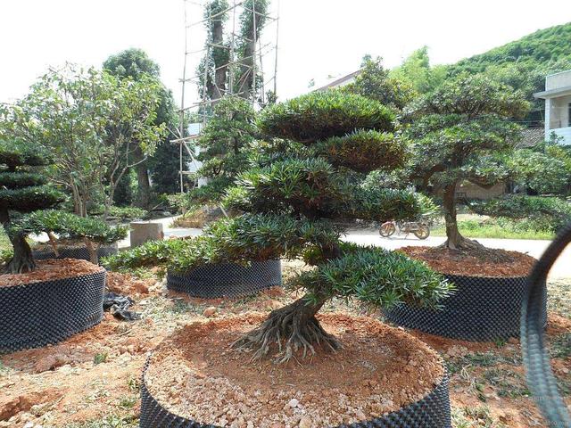 龙柏盆景