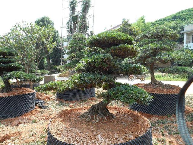 龙柏盆景 龙柏盆景（榫欐煆鐩嗘櫙閫犲瀷） 生活