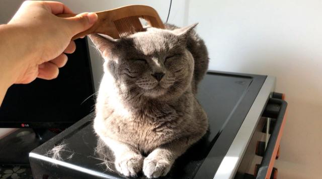 猫的寿命最长能活多少年（猫咪平均寿命只有13~15岁）