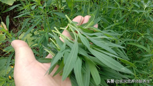 扫帚菜