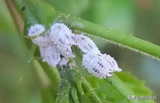 这个虫最难治，用这两个配方防治，可彻底根除，干净又彻底1