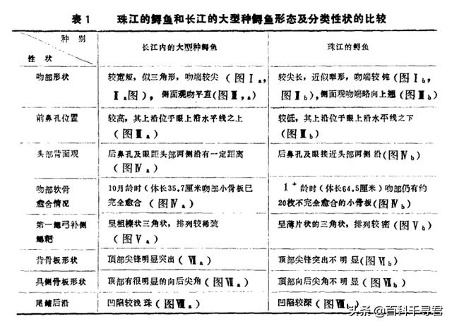 中华鲟的资料（中华鲟放归资料）