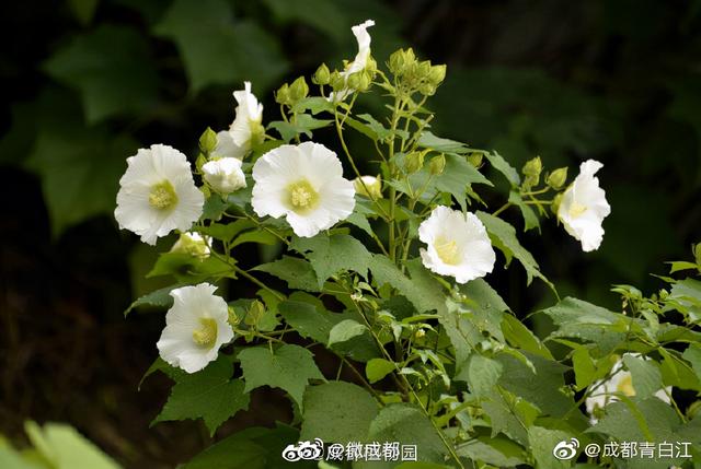 芙蓉代表什么意思