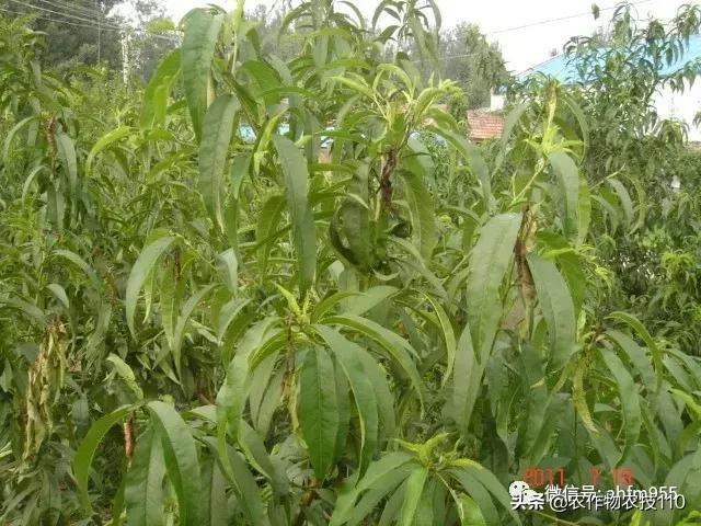 7-8月份果树管理重要提醒！！这些虫得防治