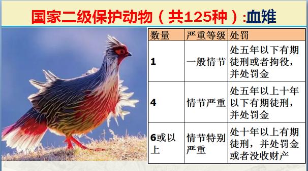 国家二级保护动物有哪些