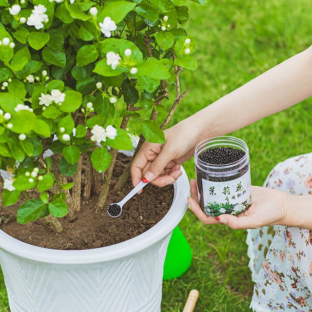 茉莉花的养殖方法（茉莉花的养殖方法和注意事项养殖日记）