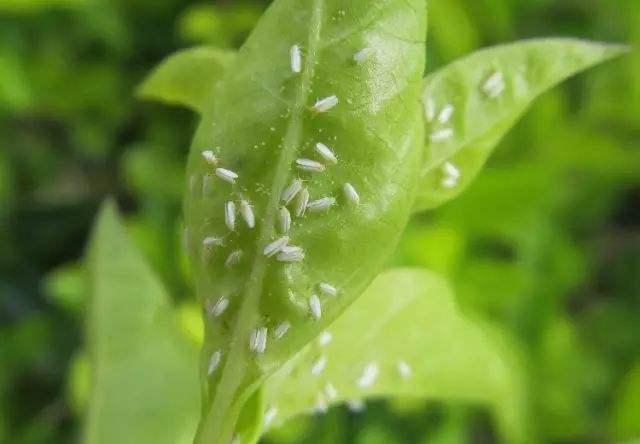 大棚蔬菜种植，秋季进入粉虱高发期，了解粉虱特性综合防治效果好2