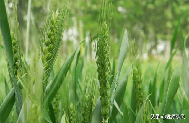 小麦播种期会有病虫害、比如蝼蛄、纹枯病等、该怎样防治？2