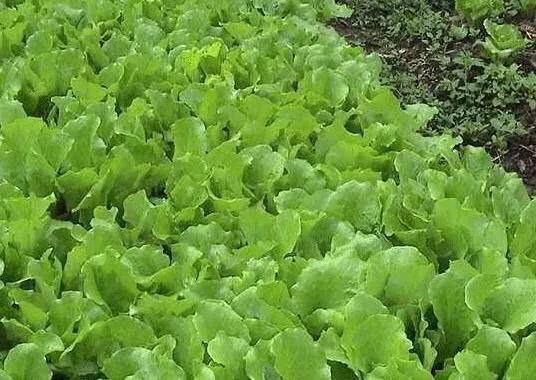 高温多雨莴苣病虫害多发，四项技术综合运用，防患于未然4