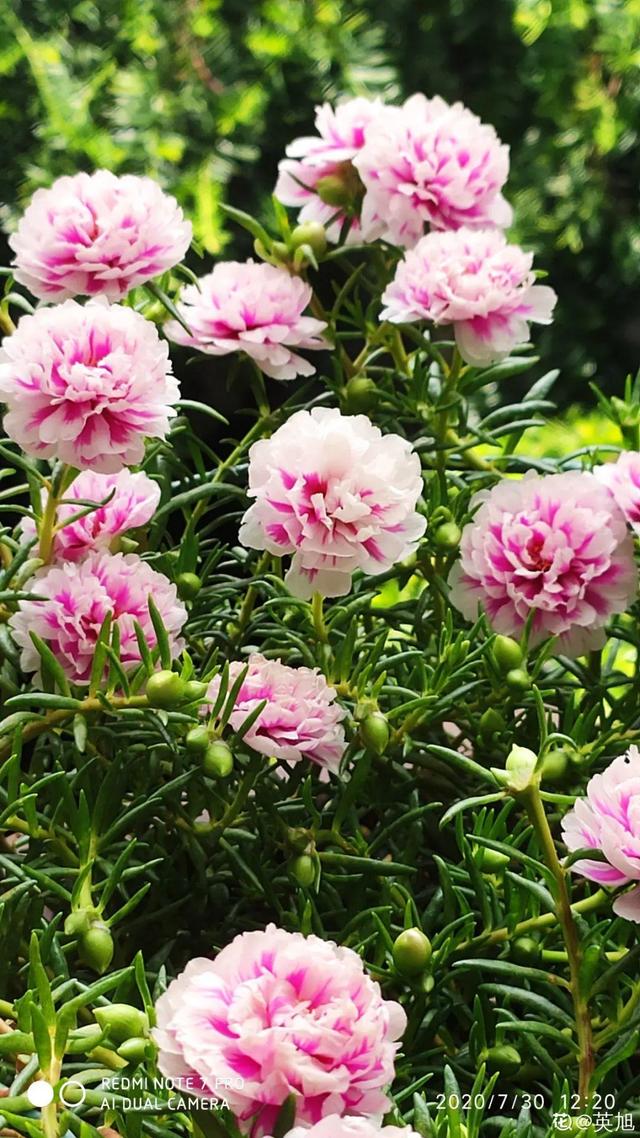 金鸡菊 金鸡菊（金鸡菊花期） 生活