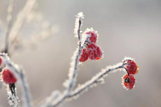 冬的诗句古诗，冬天很冷的诗？