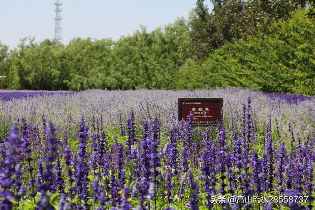 中国最大的薰衣草种植基地