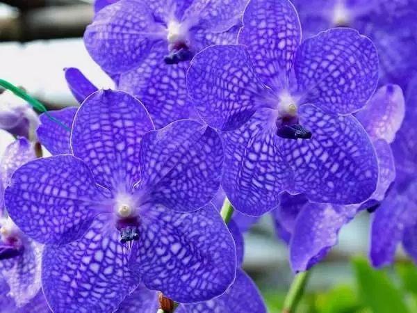 国花 国花（国花图片） 生活