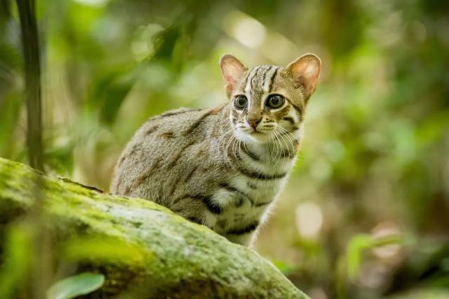 世界上最小的猫