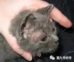 外阴表皮角化不全什么意思