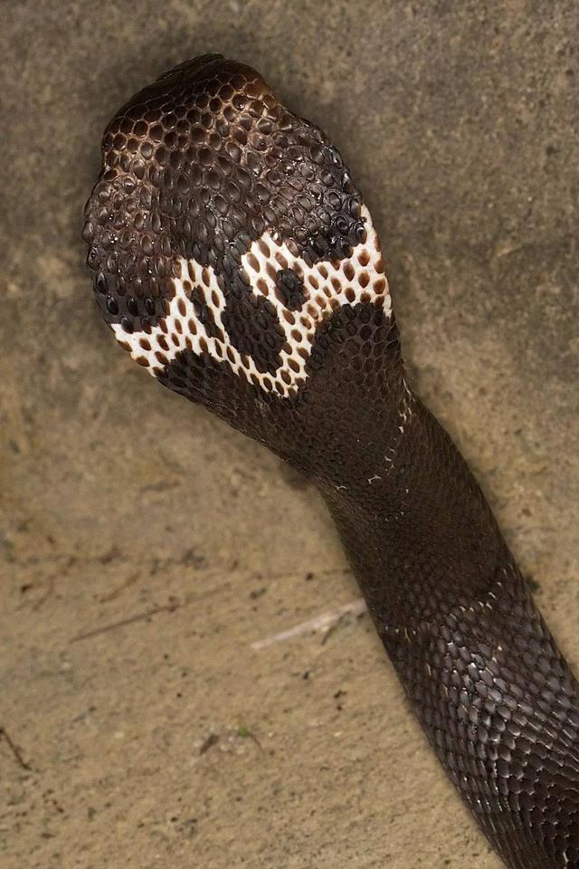 中国眼镜蛇的典型代表 俗称 饭铲头 毒性很猛烈 中华眼镜蛇 今日热点