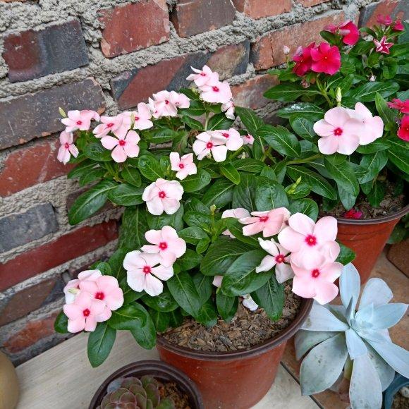 长春花色