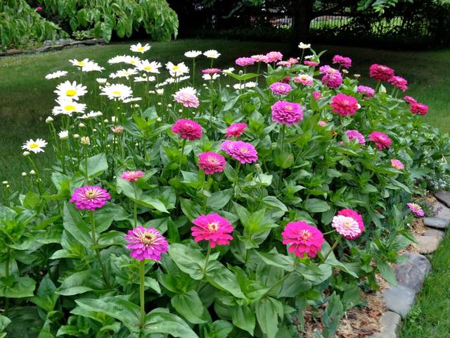 百日菊（百日菊变种）