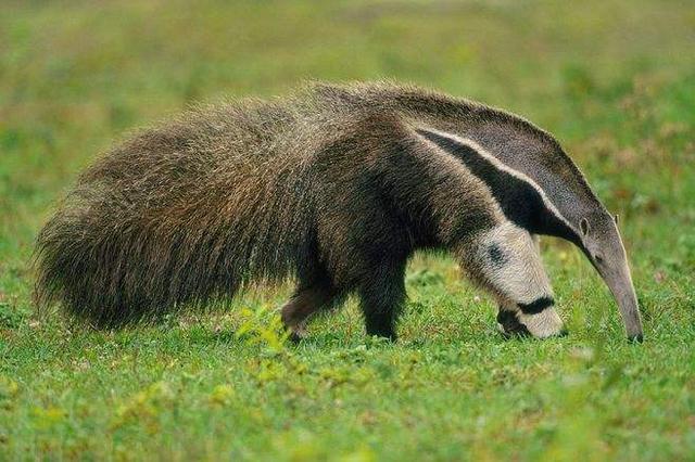 舌背面的乳头中表面有角化