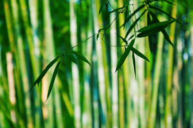 描写竹子的佳句，清风竹韵的诗句？