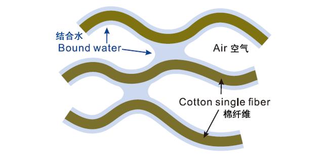 肚脐眼后面通向哪里？| 趣问万物