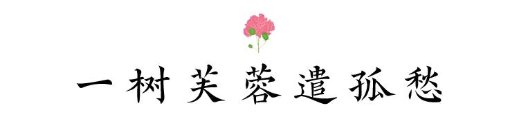 芙蓉花开 芙蓉花开（芙蓉花开花特点） 生活