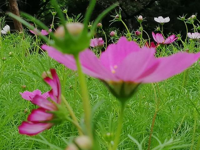 格桑花波斯菊