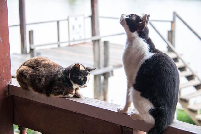 女人养猫代表什么意思