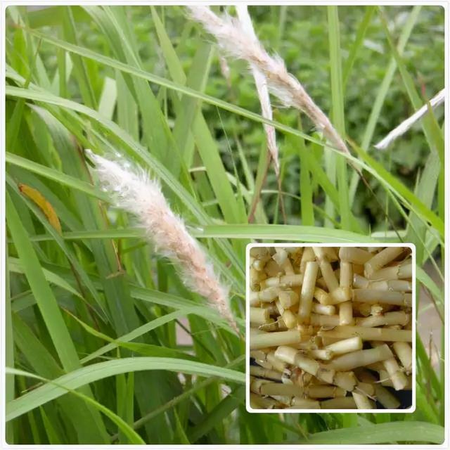 白茅根配方颗粒的功效与作用白茅根作用