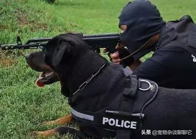 防暴犬