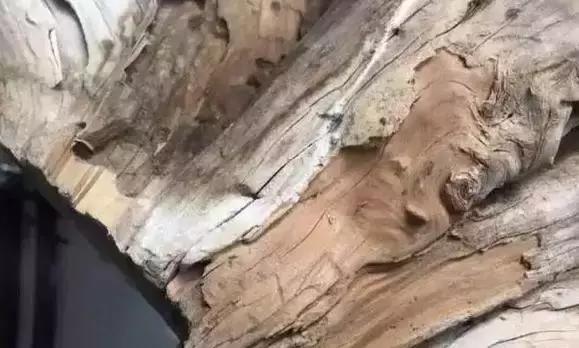 崖柏鱼鳞纹是什么样