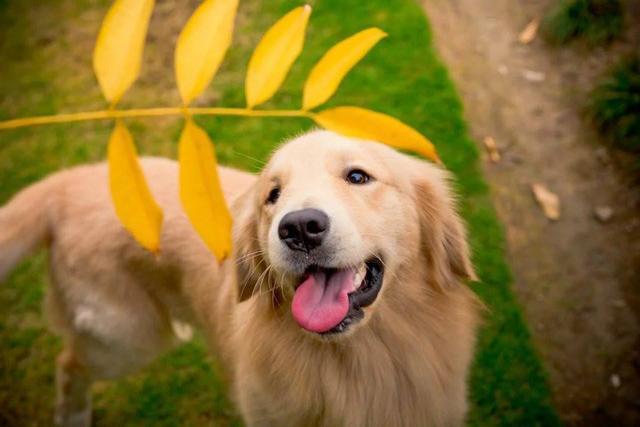 西施犬寿命