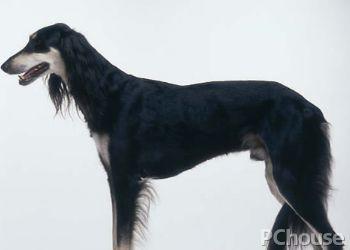 saluki