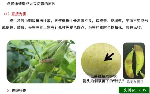 大豆症青——黄淮海夏大豆生产的“癌症”？“罪魁祸首”是它！16