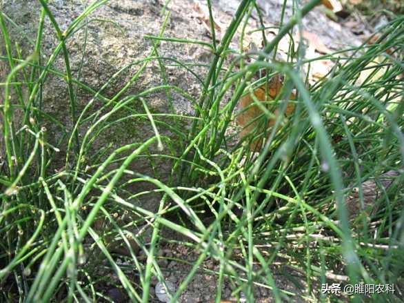 这个除草剂专杀节节草、刺儿菜、香附子等恶性杂草，3天即可死草2