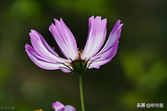 格桑花