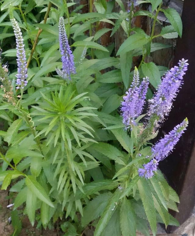 醉鱼草 醉鱼草（醉鱼草花语） 生活