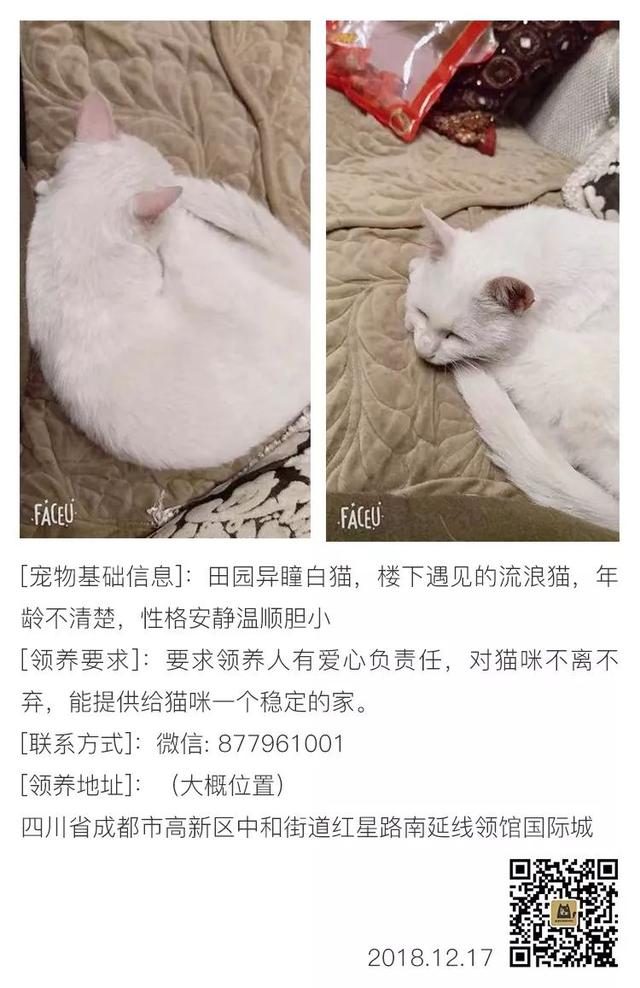 成都宠物猫领养 成都宠物猫领养（免费领养猫咪） 动物