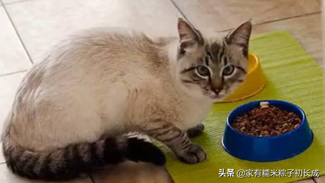 猫主粮