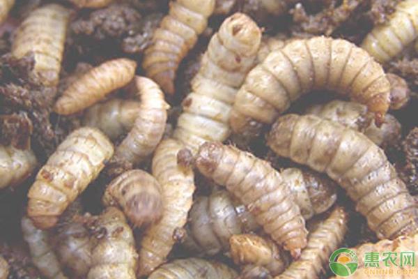 黑水虻 黑水虻（黑水虻养殖利润与成本） 生活